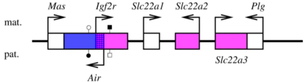 Fig. 1.2 – Le locus Igf2r/Air. Les g`enes `a expression maternelle sont repr´esent´es en rose, le g`ene `a expression paternelle est repr´esent´e en bleu, et les g`enes `a expression biall´elique, en blanc