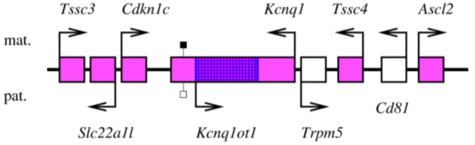 Fig. 1.3 – Le locus Kcnq1. Les g`enes `a expression maternelle sont repr´esent´es en rose, les g`enes `a expression biall´elique, en blanc, et l’intersection entre le g`ene `a expression paternelle et un g`ene `a expression maternelle est quadrill´ee en bl