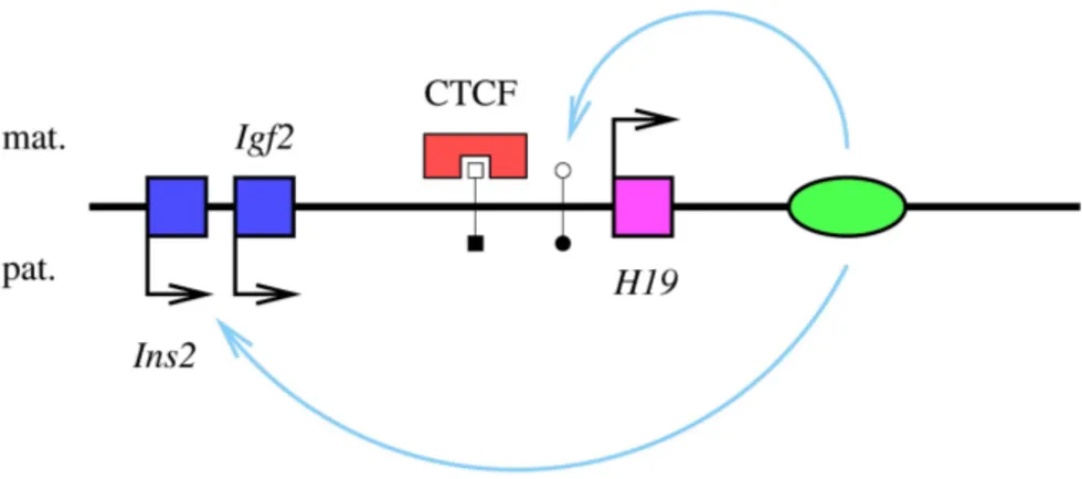 Fig. 1.4 – Le locus Igf2/H19. Le g`ene `a expression maternelle est repr´esent´e en rose, et les g`enes `a expression paternelle sont repr´esent´es en bleu