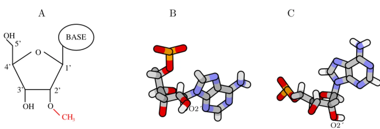 Fig. 1.9 – La 2´-O-m´ ethylation. A : Formule d´evelopp´ee d’un nucl´eotide 2´-O-m´ethyl´e (le groupement m´ethyl de l’oxyg`ene 2´ est repr´esent´e en rouge)
