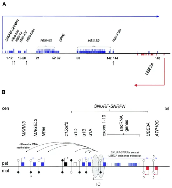 Fig. 1.10 – Les g` enes d’ARN C/D du locus humain 15q11-13. Figures tir´ees de Runte et al., 2001