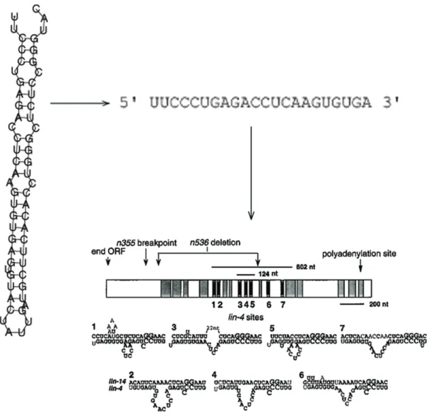 Fig. 1.12 – Lin-4, membre fondateur de la famille des microARN. Le pr´ecurseur lin- lin-4L de lin-4 est un ARN susceptible de se replier en tige-boucle