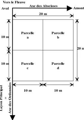 Figure 36 : Schéma de mise en place des parcelles d’échantillonnage sur le transects.