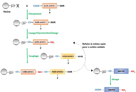 Figure 2.4 : Schéma simplifié présentant les différentes étapes de la synthèse chimique de peptide  en phase solide (SPPS) 