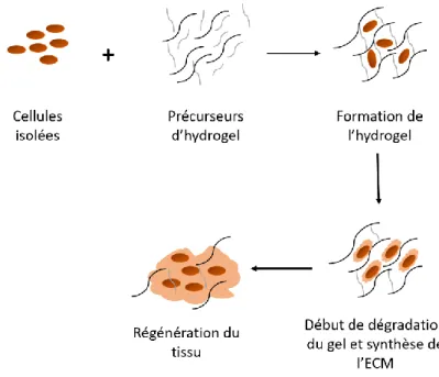 Figure 2.9 : Représentation schématique de la stratégie d’encapsulation des cellules dans un gel  biodégradable