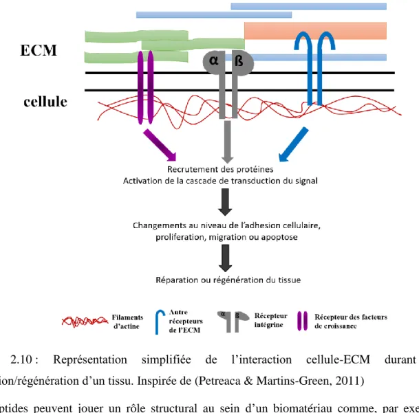 Figure  2.10 :  Représentation  simplifiée  de  l’interaction  cellule-ECM  durant  une  réparation/régénération d’un tissu