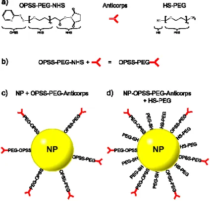Figure 2.20: Schéma de la fonctionnalisation des NPs. a) Schéma des molécules de PEG utilisées  et de l‘anticorps