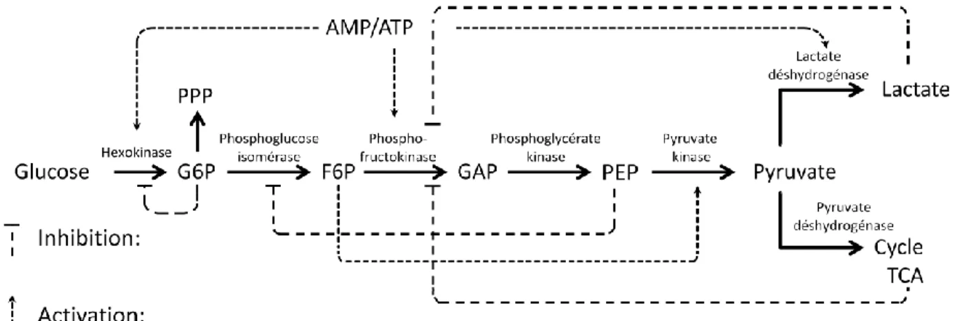 Figure 1.9 Régulation de la glycolyse 