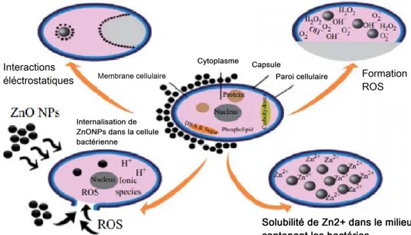 Figure 2.1: Les différents mécanismes responsables de l'activité antibactérienne des  nanoparticules de ZnO [13]