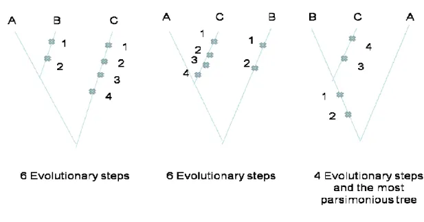 Figure 2.3 shows the 3 possible taxonomies for three firms with a rooted tree. 