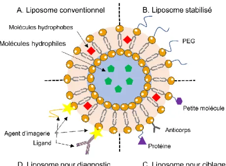 Figure 2.1: Représentation schématique de la structure d'un liposome (A) et des différentes  modifications de surface qui peuvent être apportées pour augmenter leur stabilité et leur  circulation (B), le ciblage (C) ou encore utiliser les liposomes en imag
