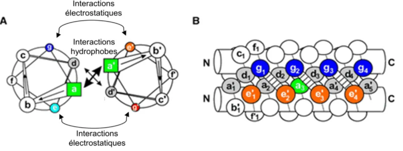 Figure 2.7 : Schéma explicatif d’un dimère ayant une structure «coiled-coil». A) Vue d’au-dessus  de la superhélice