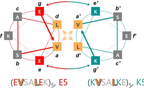 Figure 2.8 : Représentation schématique d’une heptade du Ecoil et du Kcoil et de leur  organisation dans la structure superhélice