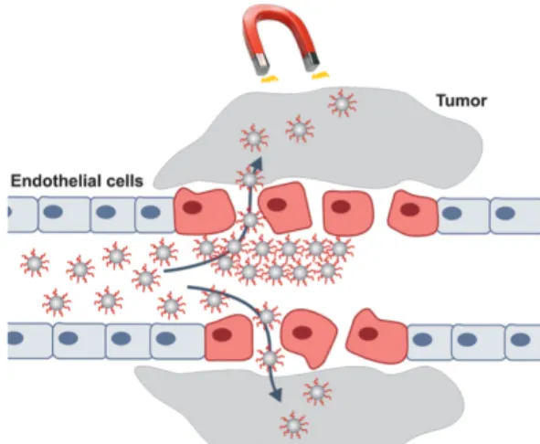 Figure 2-6 : Livraison de médicaments dans une tumeur à l’aide de nanoparticules magnétiques   En  général,  la  structure  de  la  nanoparticule  est  la  suivante :  un  cœur  d’oxyde  de  fer,  un  recouvrement  polymérique  pour  diminuer  la  toxicité  et  protéger  le  cœur,  et  l’attache  du 