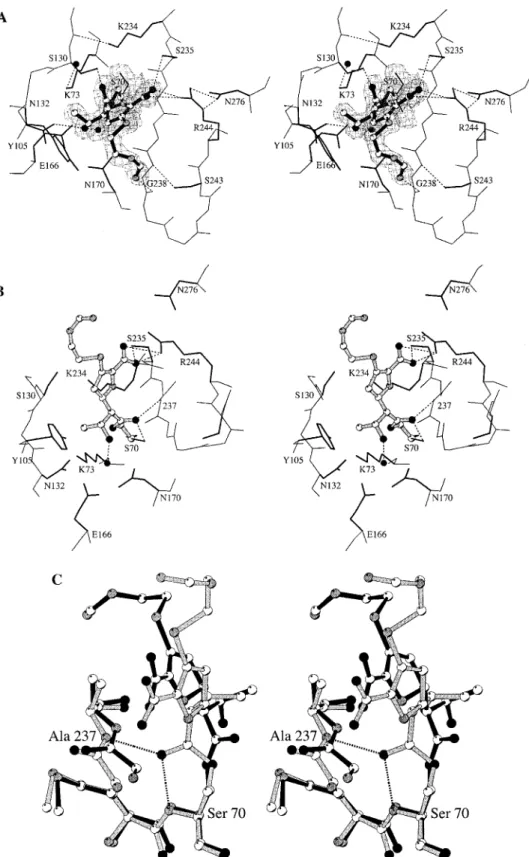 Figure 1. (A) Stereoview of the X-ray structure for the acyl-enzyme intermediate of imipenem with the TEM-1 β-lactamase shown in the final electron density map