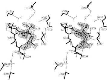 Figure 1. Stereoview of the active site of the crystal structure of the NMC-A β-lactamase from Enterobacter cloacae NOR-1 modified by 3