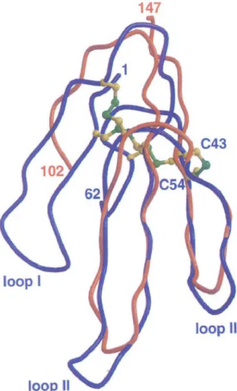 Fig. 5.  The  stem  domain  of  LukF-PV  (orange)  superimposed  on  the  three- three-dimensional  structure of erabutoxin A (blue), 