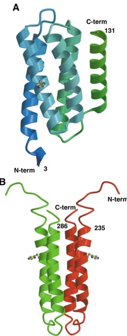 Figure 3. Four-helix bundle topology of HPt domains. (A) The