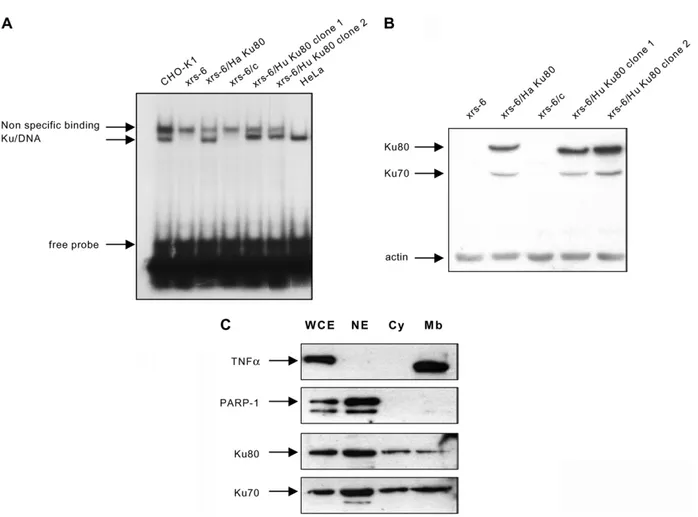 Figure 1. Biochemical characterization of xrs-6 and xrs-6 transfectants. A, DNA ends binding activity