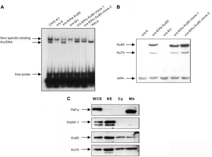 Figure 1. Biochemical characterization of xrs-6 and xrs-6 transfectants. A, DNA ends binding activity