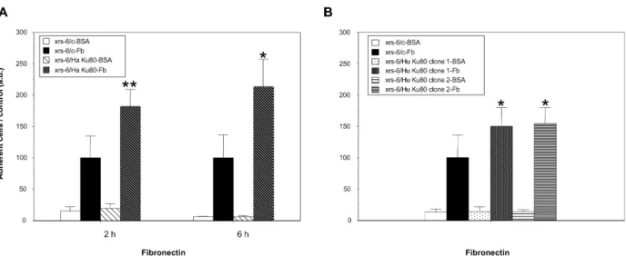 Figure 2. xrs-6 transfectant cells demonstrate enhanced binding to fibronectin as compared to xrs-6 mutant cells