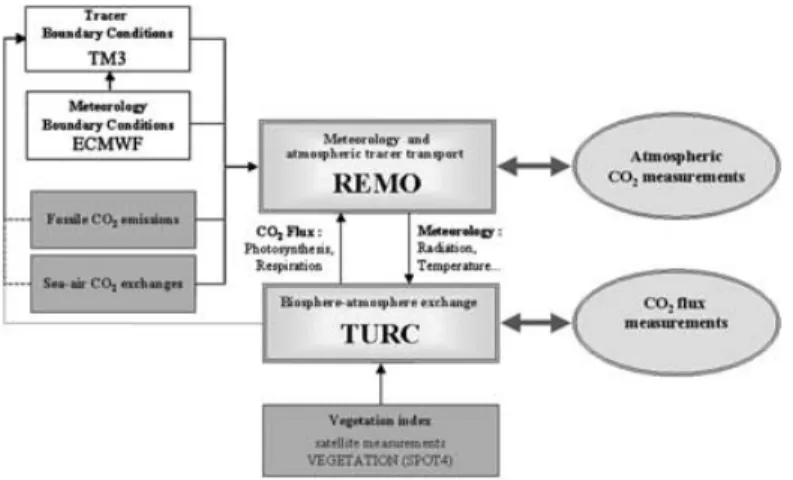 Fig. 1. Modelling framework to simulate biospheric fluxes and atmospheric CO 2 mixing ratios with the regional-scale model REMO