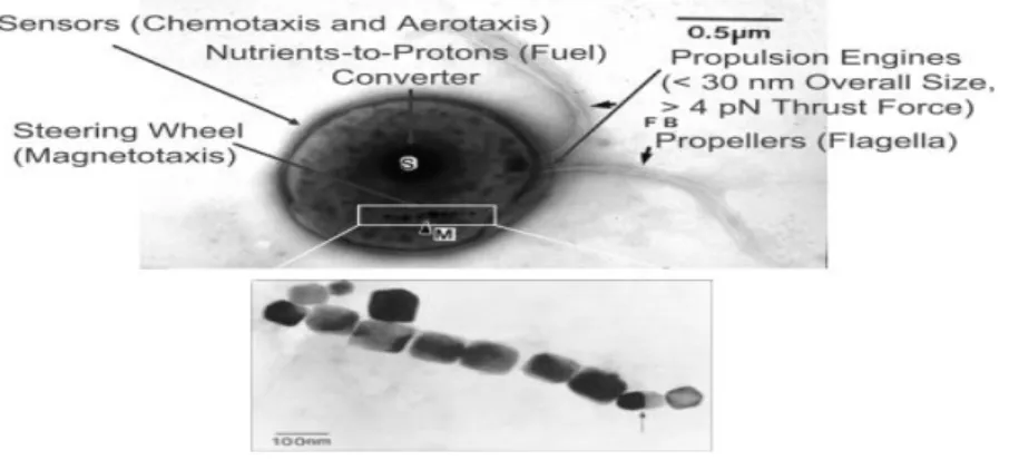 Figure 1-2: Image showing MC-1 bacterium cell morphology [4]. 