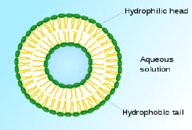 Figure 1-3: Sketch explaining the general structure of liposomes [36]. 