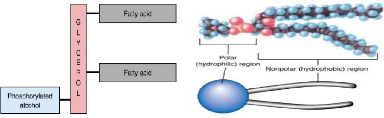 Figure 1-4: Sketch representing the general structure of phospholipids [41]. 