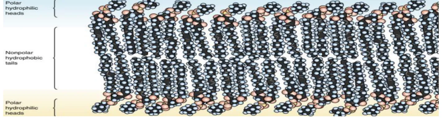 Figure 1-5: Sketch of the arrangement of the lipid bilayer [41]. 