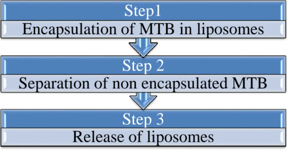 Figure  2-1:  The  plan  of    work  for  the  studying  the  characteresics  of  liposomes  composed  of  DMPC by lipid film hydration technique