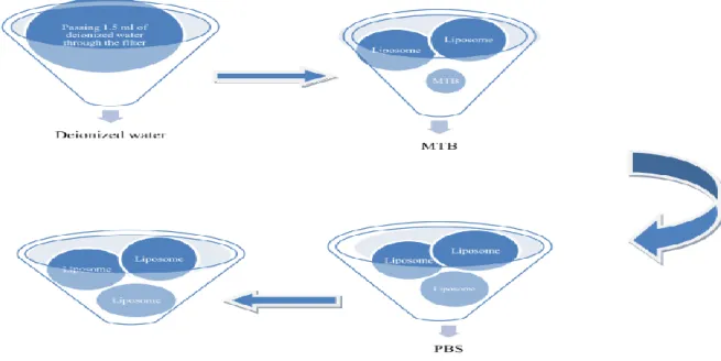 Figure  2-3:  Sketch  explaining  the  separation  of  non-encapsulated  MTB  from  the  sample  by  polycarbonate filters