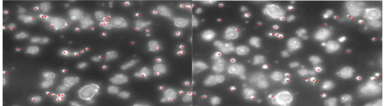 Figure 3-1: Transmission electron microscopy images of the liposomes prepared by the lipid film  hydration technique