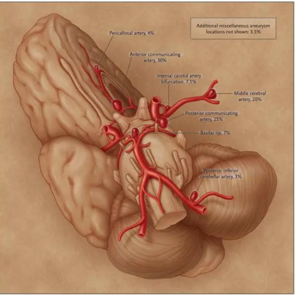 Figure  1.1 Location of the arteries likely to have aneurysm (Brisman, 2009) 