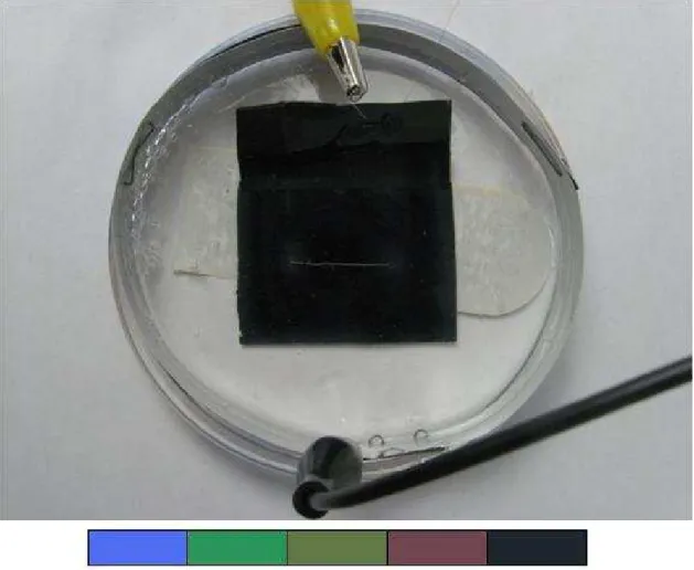 Figure  3.3 A coil immersed in the gel. The color bar shows the different colors of the temperature  sensitive film