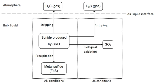 Figure   2-7: Schematic illustration of the fate of sulfide produced by SRO   (adapted from Zhang et al., 2008) 