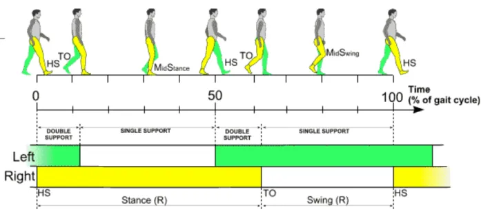 Figure 1.1: Gait cycle phases [10] 