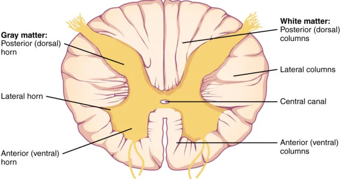 Figure 2.2 Anatomical cross-section of the spinal cord. Source: OpenStax Anatomy and