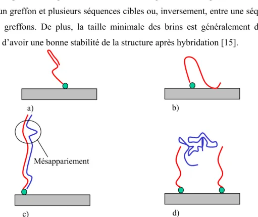 Figure 1-12:  Les raisons de la limitation de la longueur des oligonucléotides