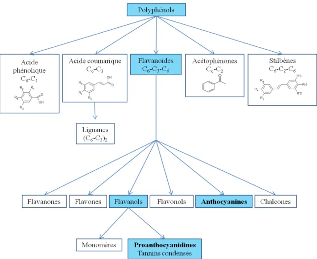 Figure 1-1: La famille des polyphénols 