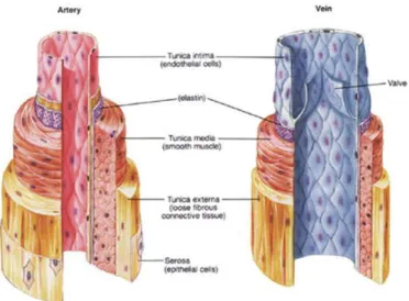 Figure 2.4 Structure of native blood vessels [38]. 
