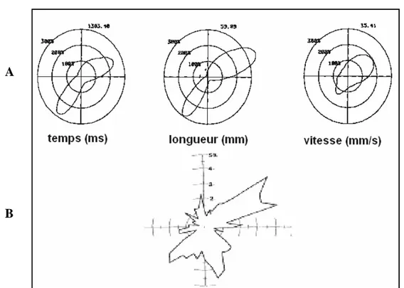 Figure 1-2 : Illustration des orientations préférentielles chez des droitiers. Figure A : Distribution 