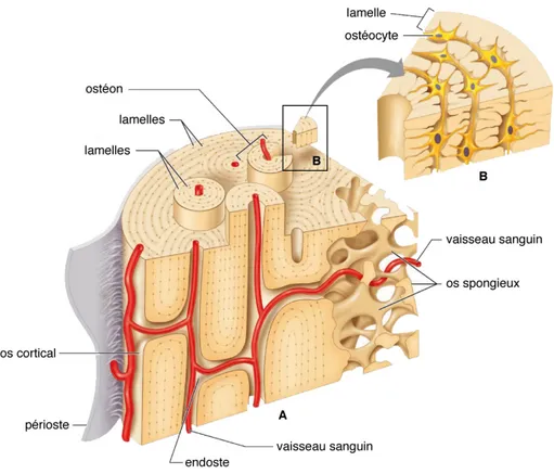 Figure 1.3 : Composition et structure interne des os longs (A) schéma en coupe de l'os cortical et  de l'os spongieux (B) schéma en coupe d'un ostéon agrandi (image adaptée de [22]) 