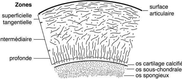 Figure  1.4  :  Représentation  schématique  de  l'orientation  des  fibres  dans  le  cartilage  articulaire  (image adaptée de [24])  