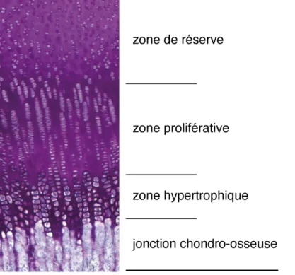 Figure  1.5  :  Section  histologique  de  plaque  de  croissance  porcine    (imprégnation  en  paraffine,  coloration au bleu de Toluidine – grossissement 100x) 