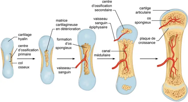 Figure 1.6 : Ossification endochondrale des os longs (image adaptée de [22]) 
