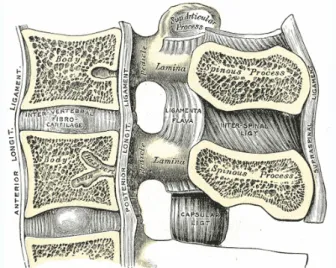 Figure 1.4: Principaux ligaments vertèbraux (Gray, H., &amp; Lewis, W. H. (1918). Anatomy  of the human body (20th ed.)