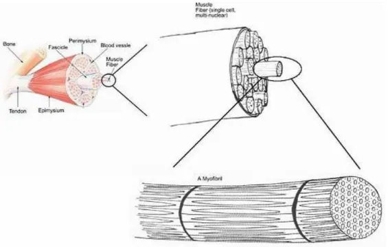 Figure 1.6 : Anatomie macroscopique des muscles (Adapté de Rama. Skeletal muscle.  Wikipedia