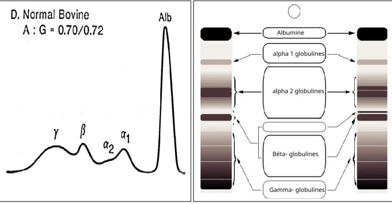 Figure  (25) :  Electrophorèse  des  protéines  sériques  chez  un  bovin  sain  (rapport  A/G  ≈  0,70)  d’après Kaneko,  (2000)