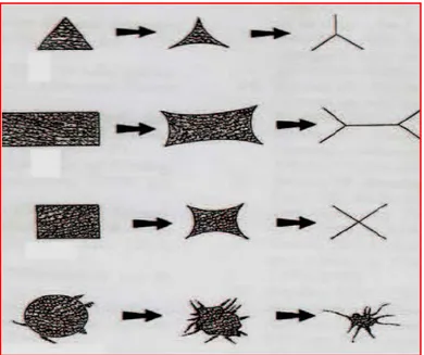 Figure 9: Evolution macroscopique de la cicatrisation par deuxième intention des différentes 